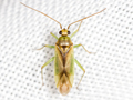 Orthotylus bilineatus